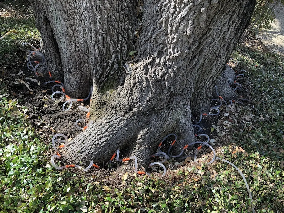 Detailed Tree Cabling and Bracing job site in Bennington